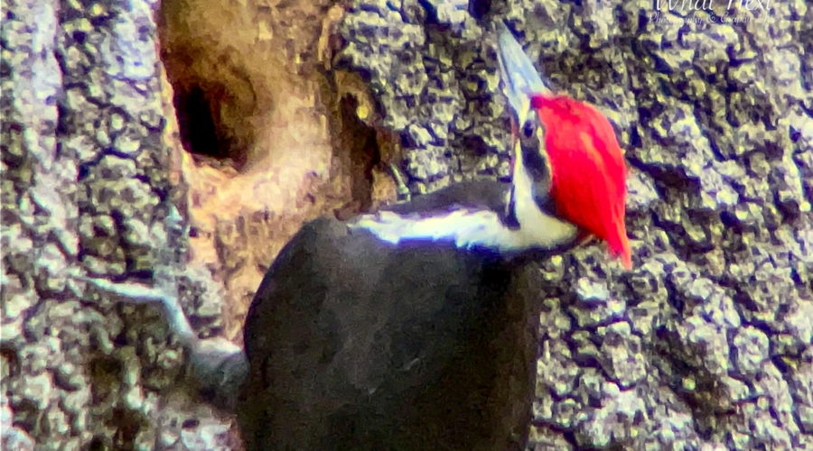 A pileated woodpecker with a bright red head is banging his beak into a hole in a dead oak tree. The bird has black feathers on most of its body, and white stripes that run from under the eyes and down along the sides of the neck.