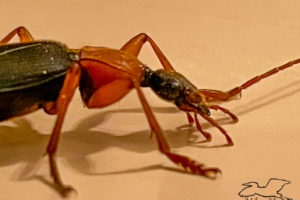 A closeup view of the head and thorax of a false bombardier beetle. The head is narrow and black with large, dark eyes. It has four red, segmented mouth parts, and reddish segmented antennas. The thorax is much thicker and orangish red. There are small hairs on the thorax and the legs.
