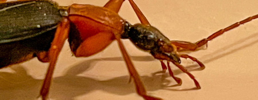 A closeup view of the head and thorax of a false bombardier beetle. The head is narrow and black with large, dark eyes. It has four red, segmented mouth parts, and reddish segmented antennas. The thorax is much thicker and orangish red. There are small hairs on the thorax and the legs.