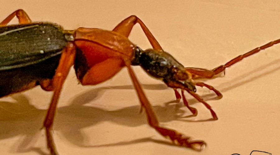 A closeup view of the head and thorax of a false bombardier beetle. The head is narrow and black with large, dark eyes. It has four red, segmented mouth parts, and reddish segmented antennas. The thorax is much thicker and orangish red. There are small hairs on the thorax and the legs.