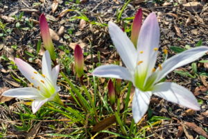 A pair of white lilies with green centers grow up from the centers of their respective plants. The plant leaves resemble grass. Each flower is on a single stalk and has pink coloring at the tips of some of the petals. There are also several unopened red, yellow, and green buds around the flowers.