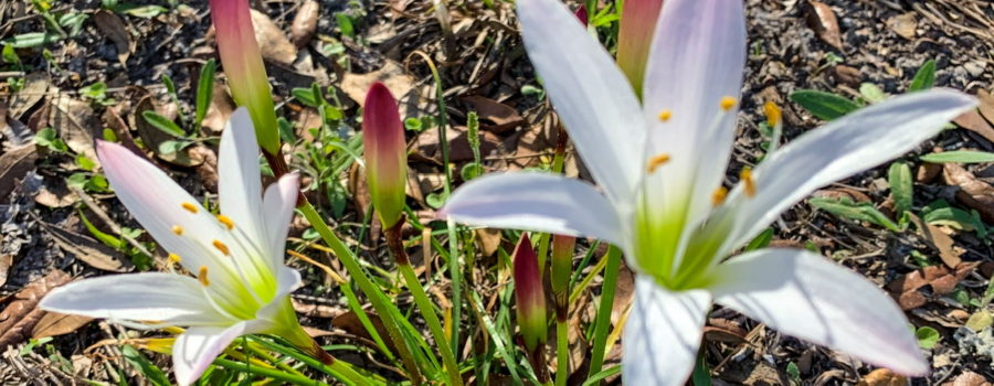 A pair of white lilies with green centers grow up from the centers of their respective plants. The plant leaves resemble grass. Each flower is on a single stalk and has pink coloring at the tips of some of the petals. There are also several unopened red, yellow, and green buds around the flowers.