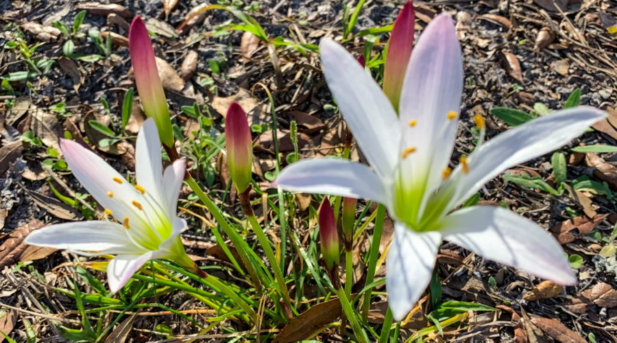 A pair of white lilies with green centers grow up from the centers of their respective plants. The plant leaves resemble grass. Each flower is on a single stalk and has pink coloring at the tips of some of the petals. There are also several unopened red, yellow, and green buds around the flowers.