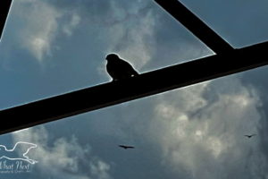 A small house sparrow perched on a metal roof support is silhouetted against a cloudy sky containing two larger birds in flight, also in silhouette