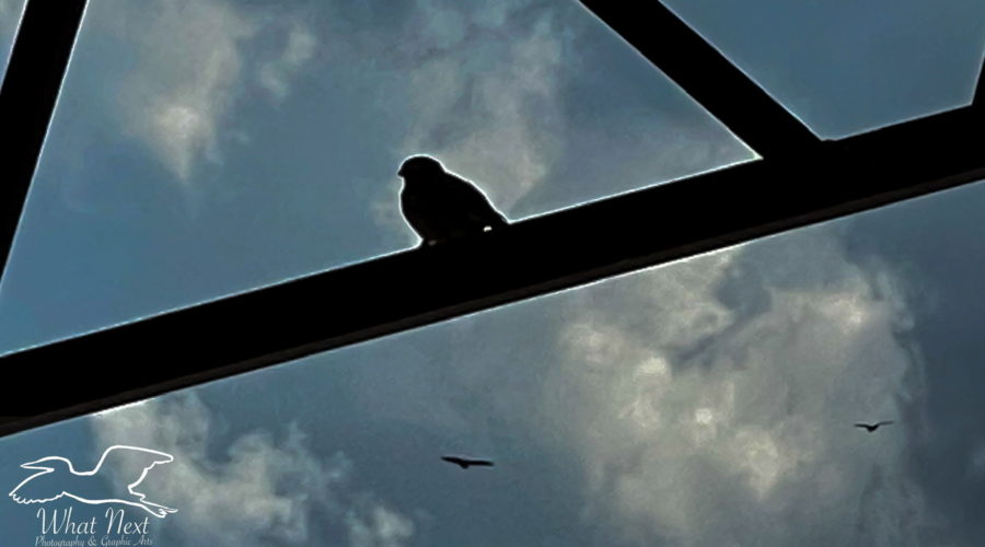 A small house sparrow perched on a metal roof support is silhouetted against a cloudy sky containing two larger birds in flight, also in silhouette