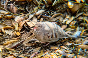 A small ground dove struts along on a bed of fallen leaves in search of a meal. The dove is light brown with darker brown wing spots, a white scalloped chest, and pinkish feet and beak.