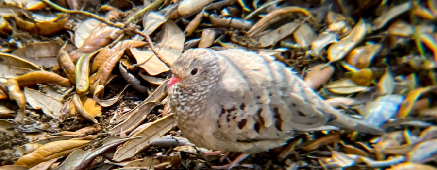 A small ground dove struts along on a bed of fallen leaves in search of a meal. The dove is light brown with darker brown wing spots, a white scalloped chest, and pinkish feet and beak.