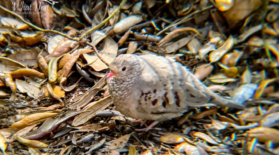 A small ground dove struts along on a bed of fallen leaves in search of a meal. The dove is light brown with darker brown wing spots, a white scalloped chest, and pinkish feet and beak.