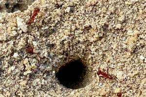 Several red ants busily working around the opening to their mound.