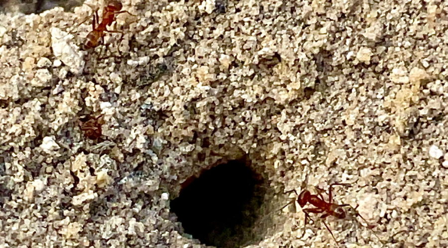 Several red ants busily working around the opening to their mound.