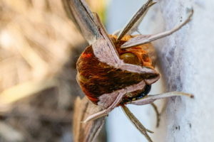 A front to back, color photograph of a fuzzy brown and orange Sphinx moth with brown striped wings and off white legs.