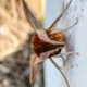 Meet the Beautiful and Amazing Tersa Sphinx Moth
