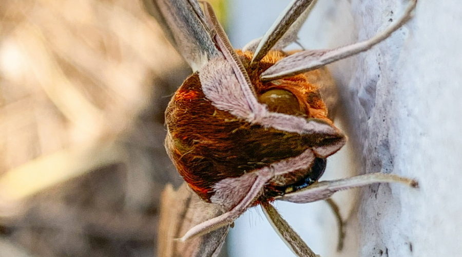 A front to back, color photograph of a fuzzy brown and orange Sphinx moth with brown striped wings and off white legs.