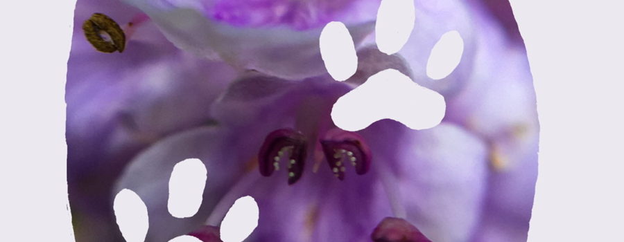 A color photo of a purple chaste tree flower in the shape of an egg and decorated with doggy paw cutouts.