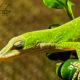 The First Green Anole of Spring is a Great Sign