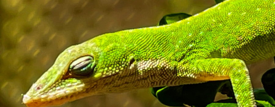 A bright green anole enjoys a sunny afternoon with eyes closed while balanced on a shrub branch.