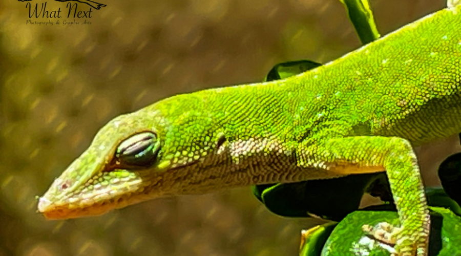 A bright green anole enjoys a sunny afternoon with eyes closed while balanced on a shrub branch.