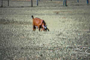 A brown Billy goat with a white belly grazes in high grass on a sunny afternoon. The goat is in full color while the rest of the photo is black and white.