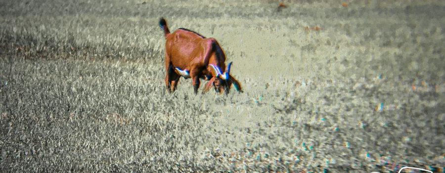 A brown Billy goat with a white belly grazes in high grass on a sunny afternoon. The goat is in full color while the rest of the photo is black and white.