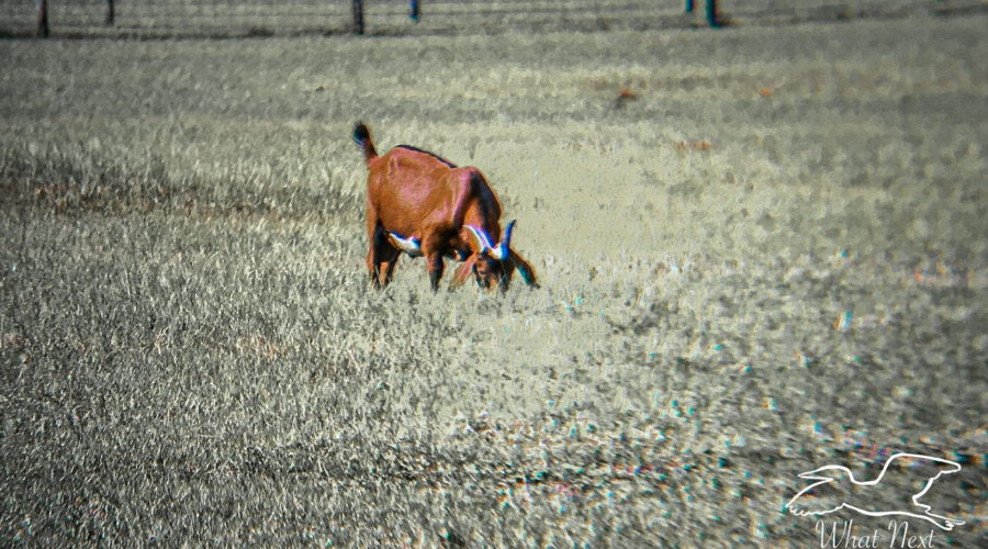 A brown Billy goat with a white belly grazes in high grass on a sunny afternoon. The goat is in full color while the rest of the photo is black and white.
