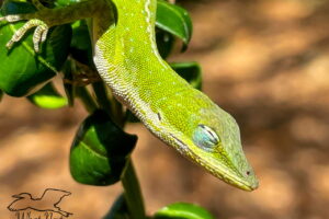 A beautiful bright green anole warms herself on a shrub on a sunny spring afternoon.