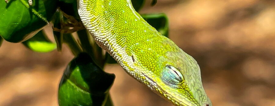 A beautiful bright green anole warms herself on a shrub on a sunny spring afternoon.