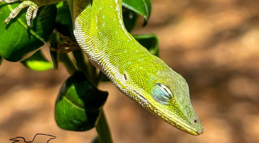 A beautiful bright green anole warms herself on a shrub on a sunny spring afternoon.