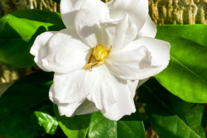 A bright white gardenia flower in full bloom with a yellow center surrounded by green leaves with tree bark in the background.