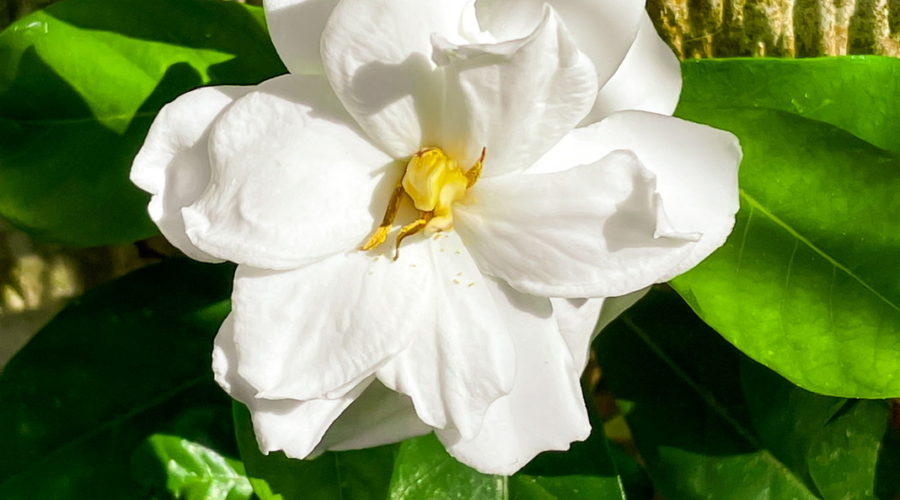 A bright white gardenia flower in full bloom with a yellow center surrounded by green leaves with tree bark in the background.