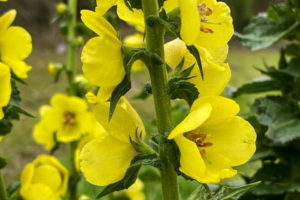 A stem of a twiggy mullein plant with many beautiful yellow blooms alternating along it. The stem and leaves are covered with small glandular hairs, adding a touch of texture.