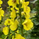Twiggy Mullein is Very Useful and Quite Beautiful