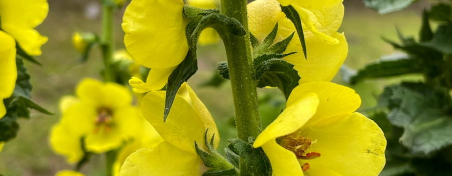 A stem of a twiggy mullein plant with many beautiful yellow blooms alternating along it. The stem and leaves are covered with small glandular hairs, adding a touch of texture.