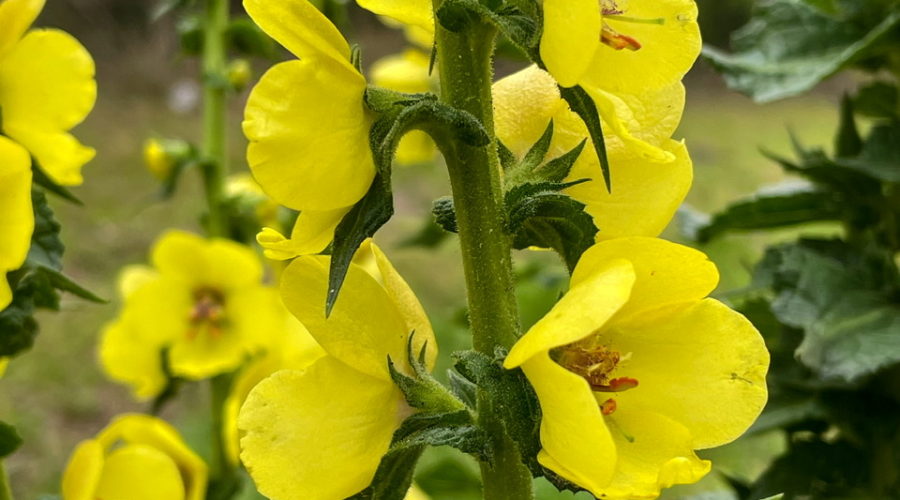 A stem of a twiggy mullein plant with many beautiful yellow blooms alternating along it. The stem and leaves are covered with small glandular hairs, adding a touch of texture.