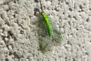 A beautiful green lacewing with it’s bright green body covered by transparent wings rest for a few minutes on a wall.