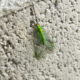 The Green Lacewing is Beautiful and Good for Your Garden