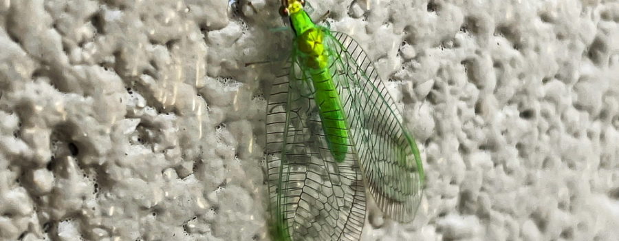 A beautiful green lacewing with it’s bright green body covered by transparent wings rest for a few minutes on a wall.