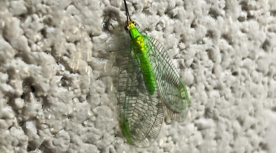 A beautiful green lacewing with it’s bright green body covered by transparent wings rest for a few minutes on a wall.