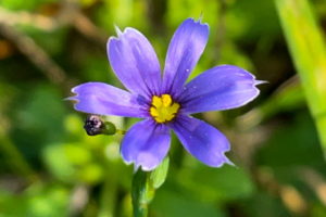 A single blue flower with a yellow center growing amidst a field of green. A small bud can be seen just below one of the petals.