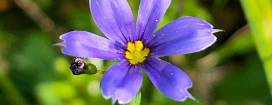 A single blue flower with a yellow center growing amidst a field of green. A small bud can be seen just below one of the petals.