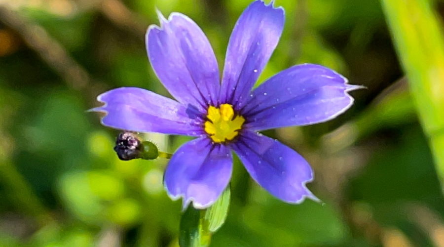 A single blue flower with a yellow center growing amidst a field of green. A small bud can be seen just below one of the petals.