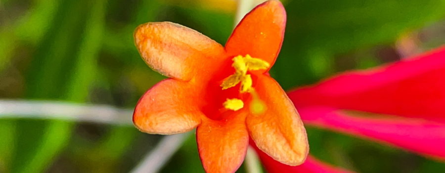 A full color view down into the trumpet like tube of a coral honeysuckle flower. The flower itself is red with a yellowish inside and bright yellow anthers extend out of the flower.