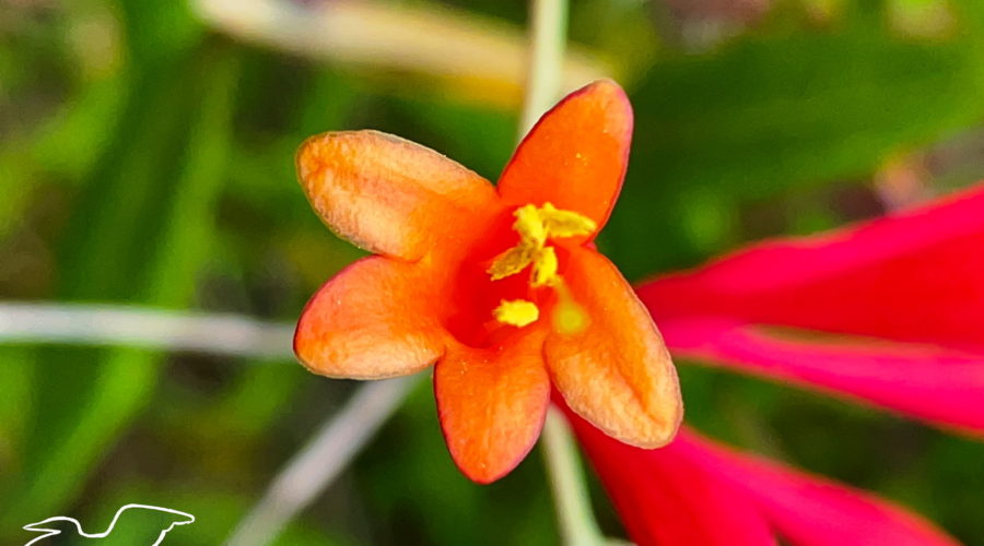 A full color view down into the trumpet like tube of a coral honeysuckle flower. The flower itself is red with a yellowish inside and bright yellow anthers extend out of the flower.