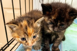 Two tortoise shell kittens sit side by side cuddling and watching in front of them. The kitten on the right is a dark tortoise shell while the one on the left is much lighter.