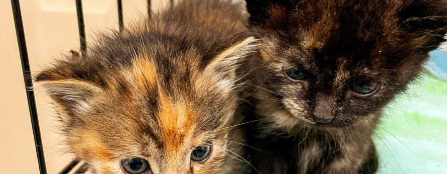 Two tortoise shell kittens sit side by side cuddling and watching in front of them. The kitten on the right is a dark tortoise shell while the one on the left is much lighter.