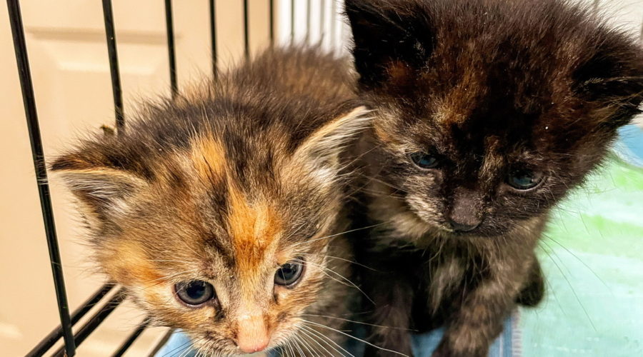 Two tortoise shell kittens sit side by side cuddling and watching in front of them. The kitten on the right is a dark tortoise shell while the one on the left is much lighter.