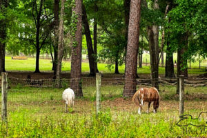 A pair of ponies, one brown and white paint and one white graze on fresh green grass in a wooded pasture.