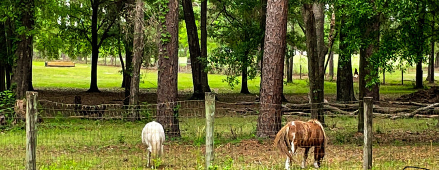 A pair of ponies, one brown and white paint and one white graze on fresh green grass in a wooded pasture.