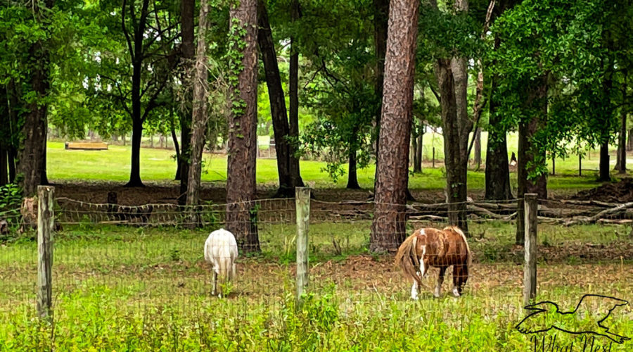 A pair of ponies, one brown and white paint and one white graze on fresh green grass in a wooded pasture.