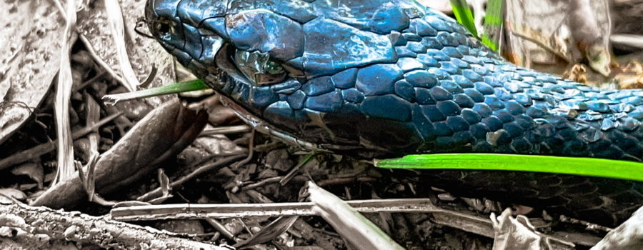 A young Southern black racer lying in an area near the woods sunning itself. The snake is all black with a white neck and chin. Only the head and neck are shown in this image.