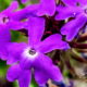 Tampa Verbena is a Beautiful and Highly Endangered Plant